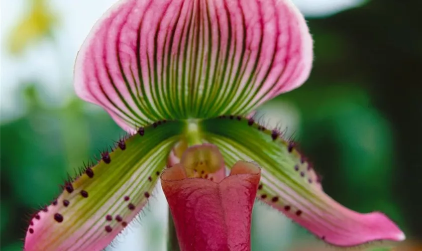 Paphiopedilum maudiae 'Black Jack'