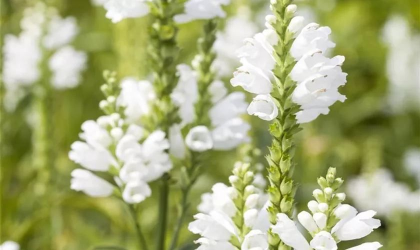 Physostegia virginiana 'Summer Snow'