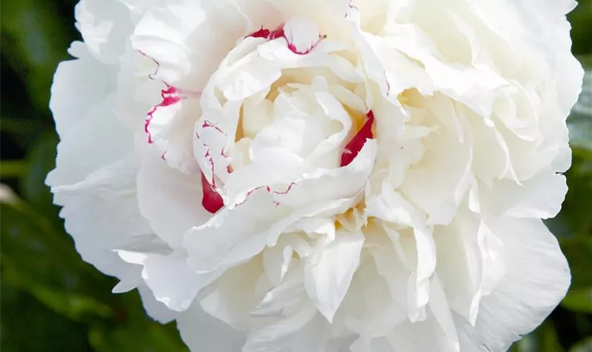 Paeonia lactiflora 'Avalanche'