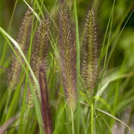 Garten-Federborstengras 'Compressum'