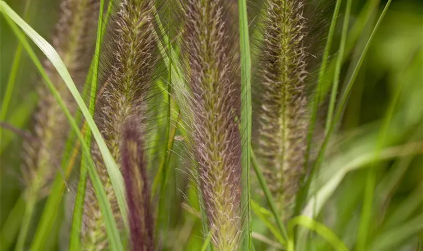 Pennisetum alopecuroides 'Compressum'