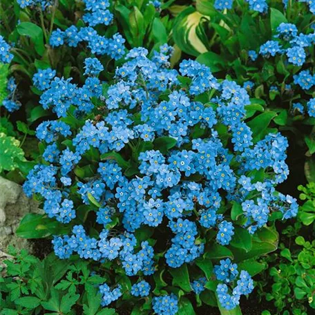 Myosotis alpestris