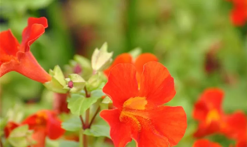 Mimulus cupreus