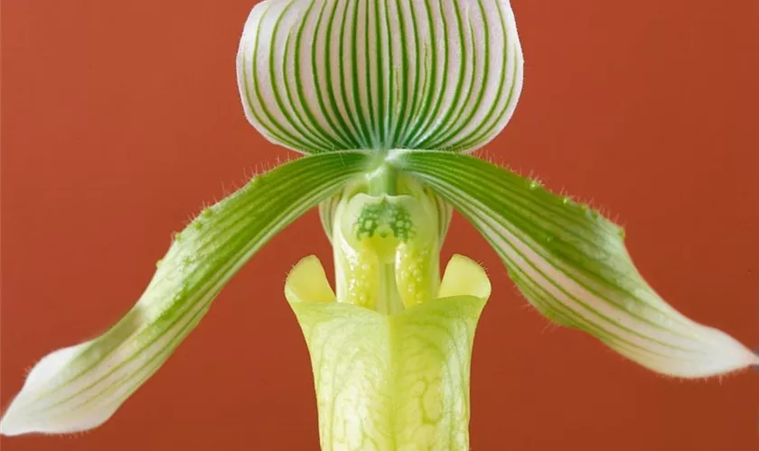 Paphiopedilum maudiae 'Femma'