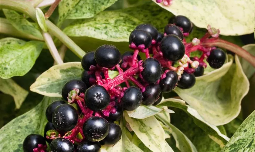 Phytolacca americana 'Silberstein'