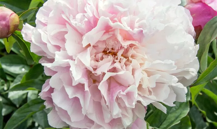 Paeonia lactiflora 'Catharina Fontijn'