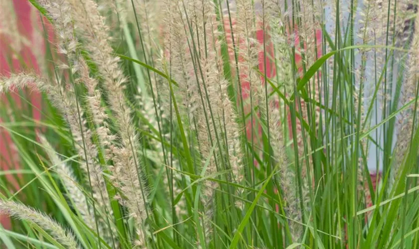 Pennisetum alopecuroides 'Fairy Tails'