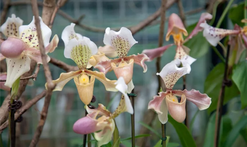 Paphiopedilum 'Pinocchio'