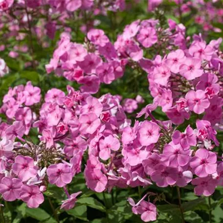 Großblatt-Phlox