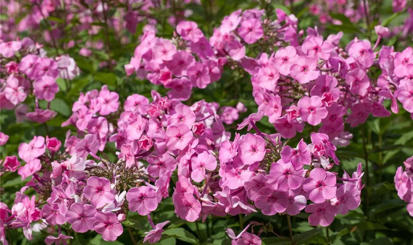 Phlox amplifolia