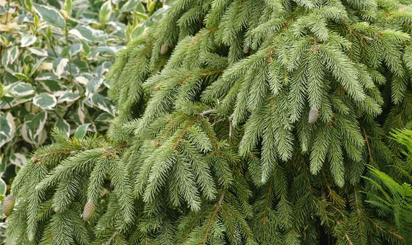 Picea abies 'Elegantissima'