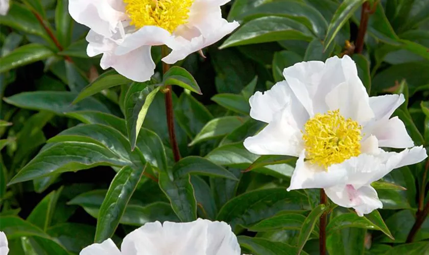 Paeonia lactiflora 'Claire de Lune'