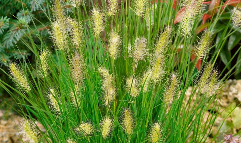 Pennisetum alopecuroides 'Goldzeiten'