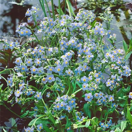 Myosotis scorpioides 'Maytime'