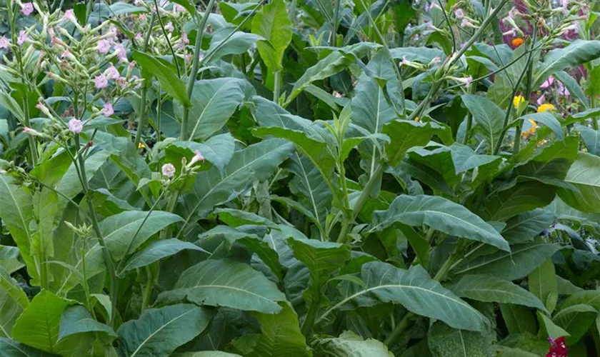 Nicotiana tabacum