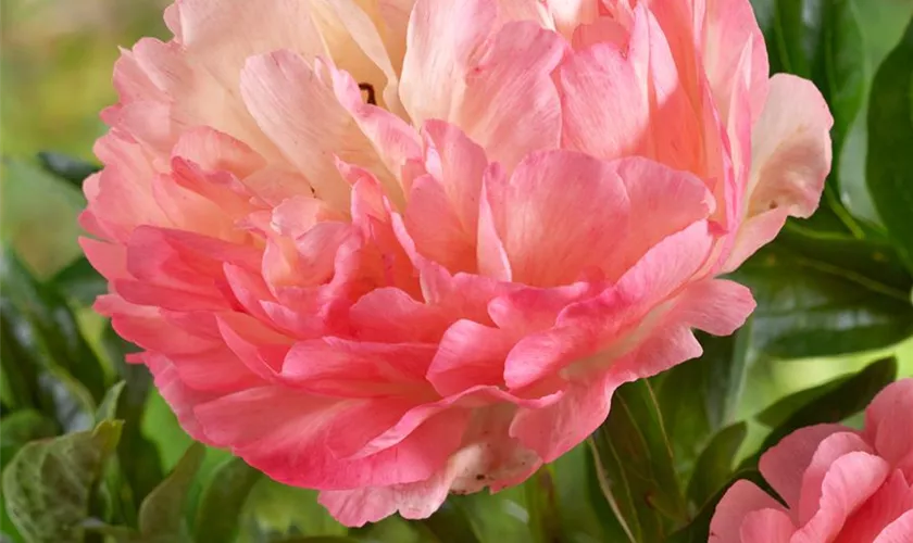 Paeonia lactiflora 'Coral Sunset'