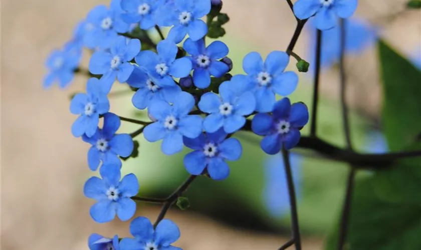 Myosotis scorpioides 'Pit Baker'