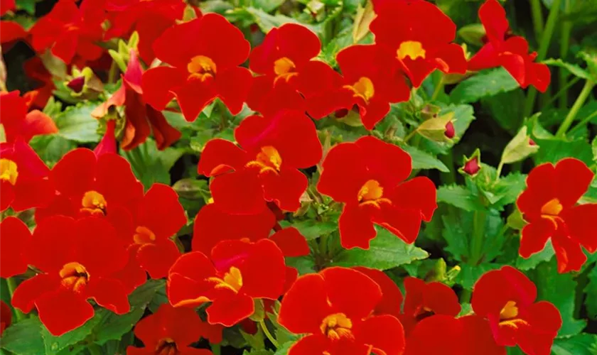 Mimulus x hybrida 'Bees Scarlet'