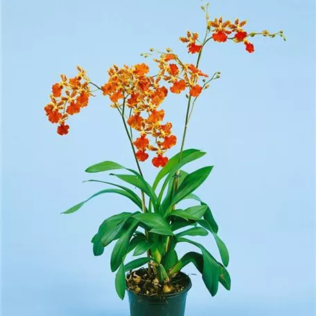 Oncidium 'Rosy Sunset'