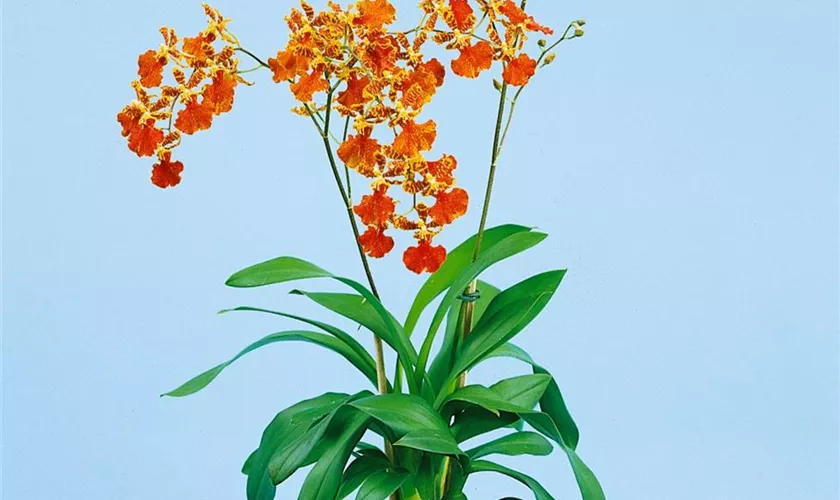 Oncidium-Orchidee 'Rosy Sunset'