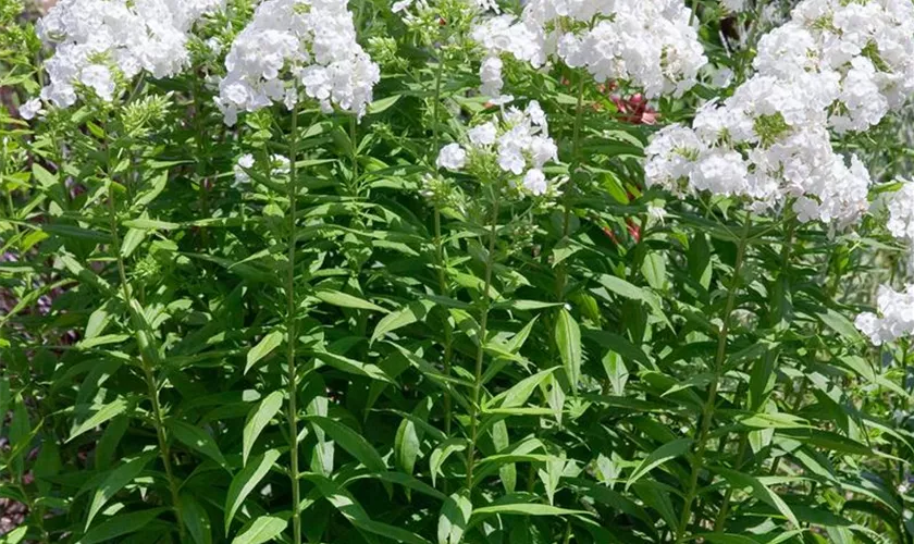 Phlox amplifolia 'David'