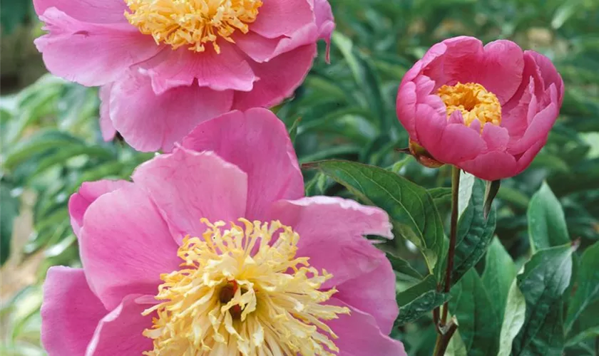 Paeonia lactiflora 'Doreen'