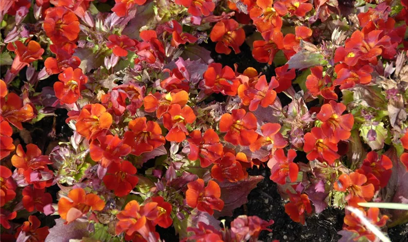 Mimulus x hybrida 'Magic Red'