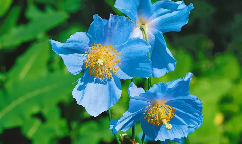 Meconopsis betonicifolia