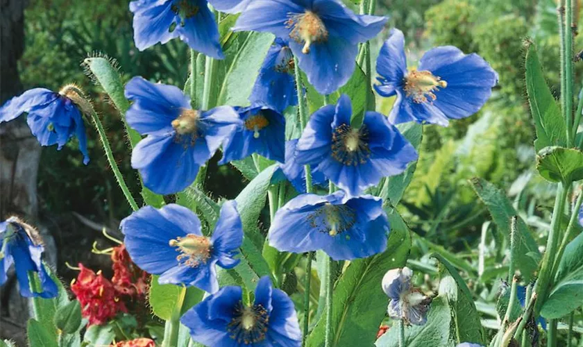 Scheinmohn 'Zarter Hauch'