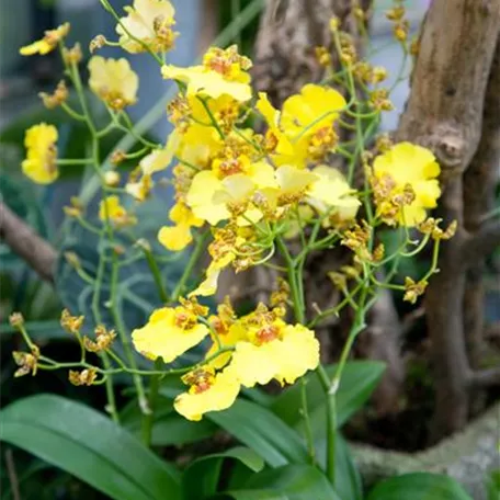 Oncidium 'Sweet Sugar'