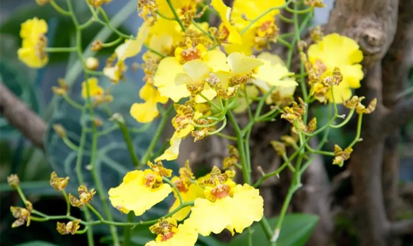 Oncidium 'Sweet Sugar'