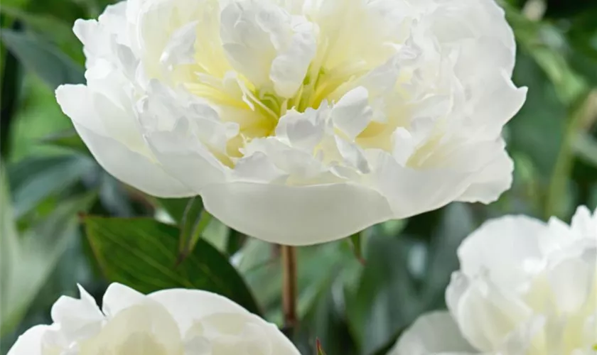 Paeonia lactiflora 'Duchesse de Nemours'