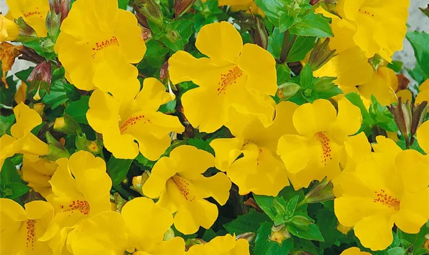 Mimulus x hybrida 'Vortex Yellow'