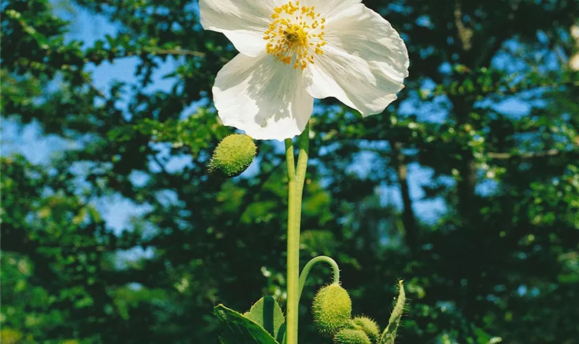 Scheinmohn 'Alba'