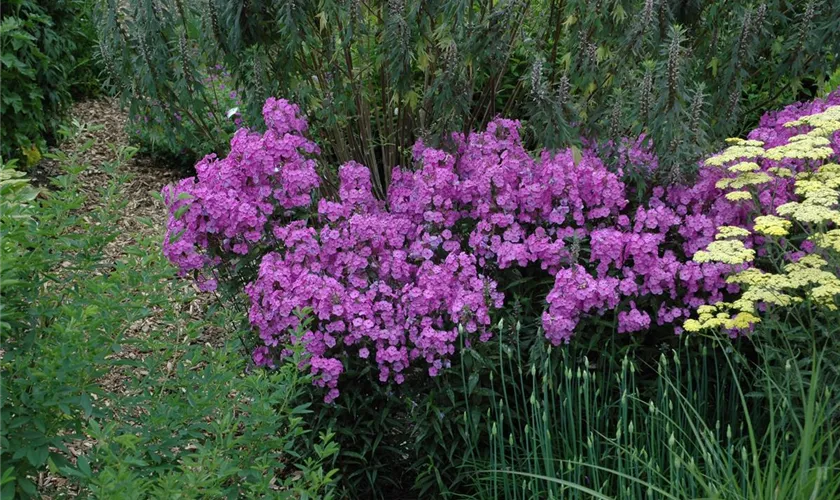 Phlox carolina