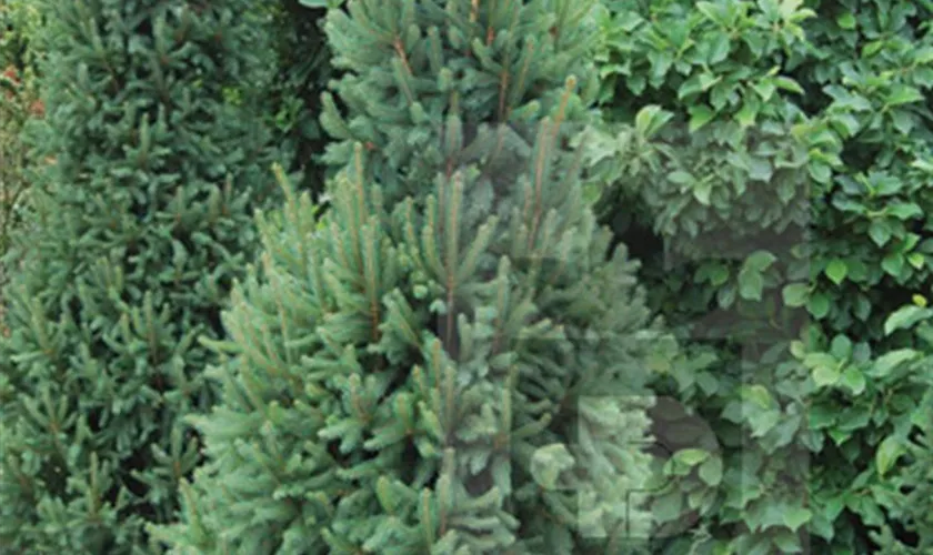 Picea abies 'Fastigiata Compacta'