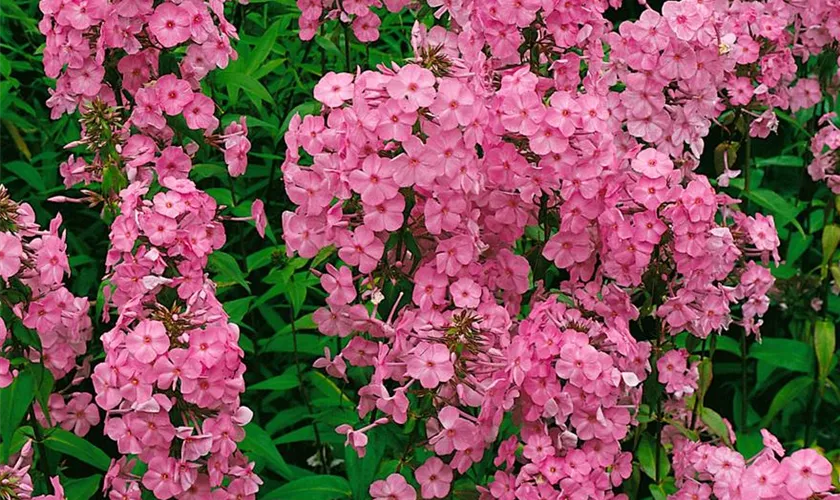 Phlox carolina 'Alpha'