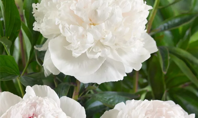 Paeonia lactiflora 'Festiva Maxima'