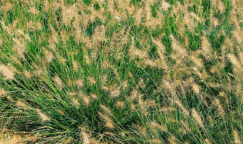 Pennisetum alopecuroides 'Little Honey'