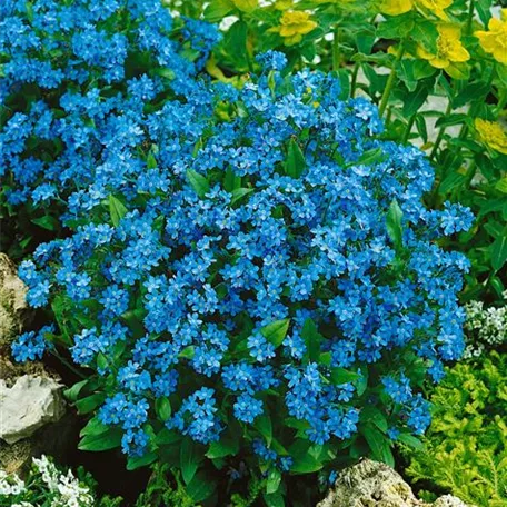 Myosotis sylvatica 'Blue Ball'