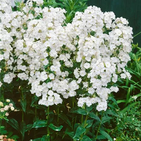 Phlox carolina 'Miss Lindgard'