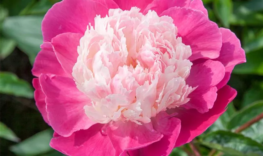 Paeonia lactiflora 'Gay Paree'