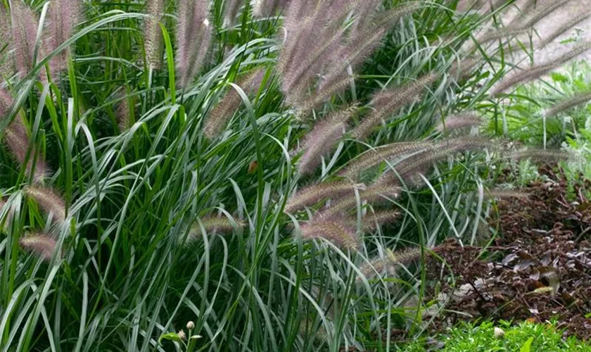 Pennisetum alopecuroides 'Moudry'