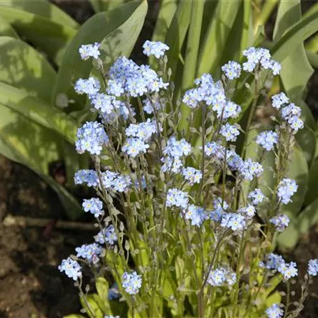 Myosotis sylvatica 'Indigo compacta'