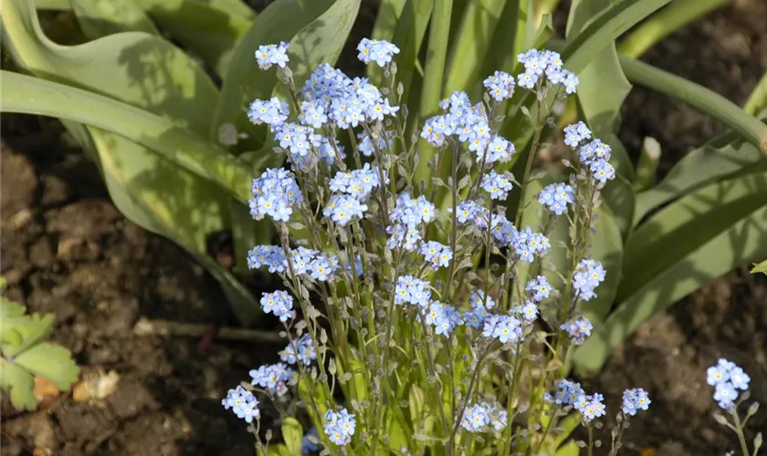 Vergissmeinnicht 'Indigo compacta'