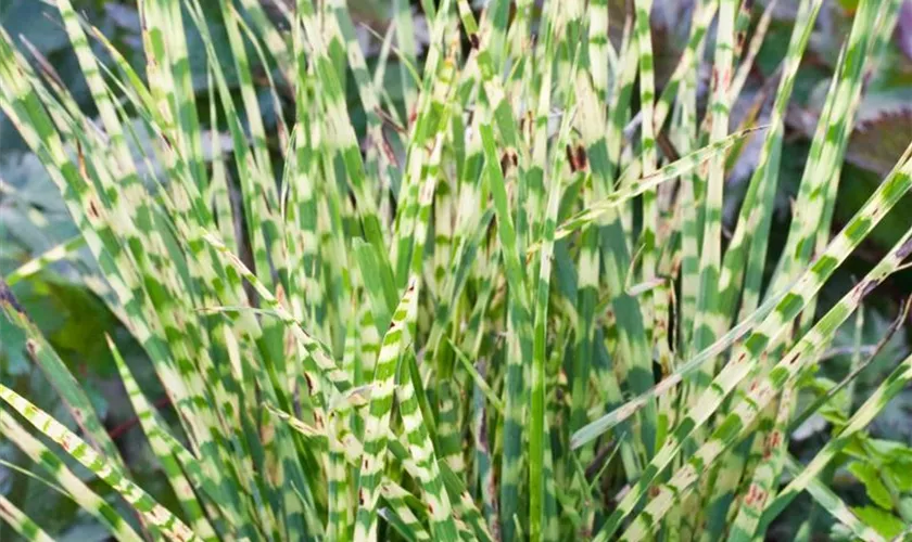 Miscanthus sinensis 'Apache'