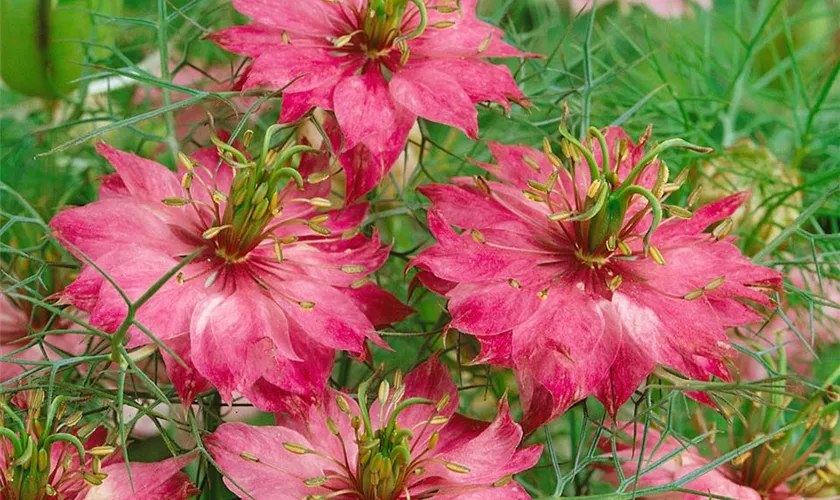 Nigella damascena 'Persian rose'