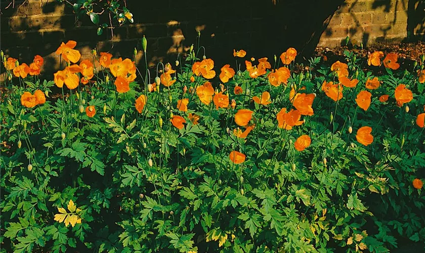 Meconopsis cambrica 'Aurantiaca'