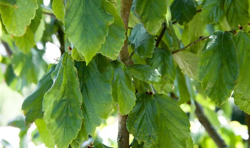 Parrotia persica 'Select'