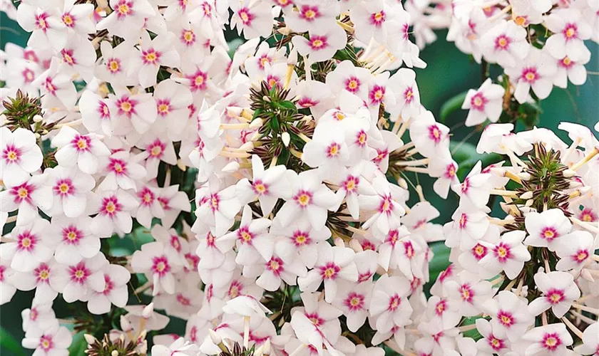 Phlox carolina 'Omega'